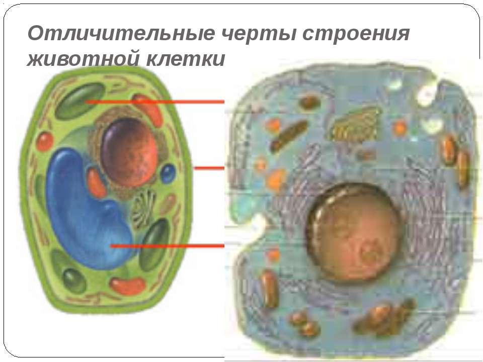 Растительная отличается от животной. Растительная и животная клетка. Строение клетки животных. Строение животной клетки. Отличия животной клетки.