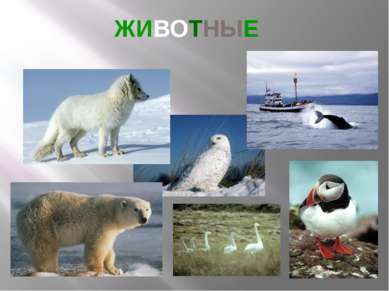 ЖИВОТНЫЕ В Исландии гнездится около 100 видов птиц.На слайде – белый медведь,...