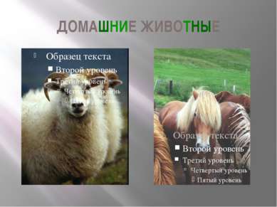 ДОМАШНИЕ ЖИВОТНЫЕ Это овца и карликовая исландская лошадь. В презентации «Люд...