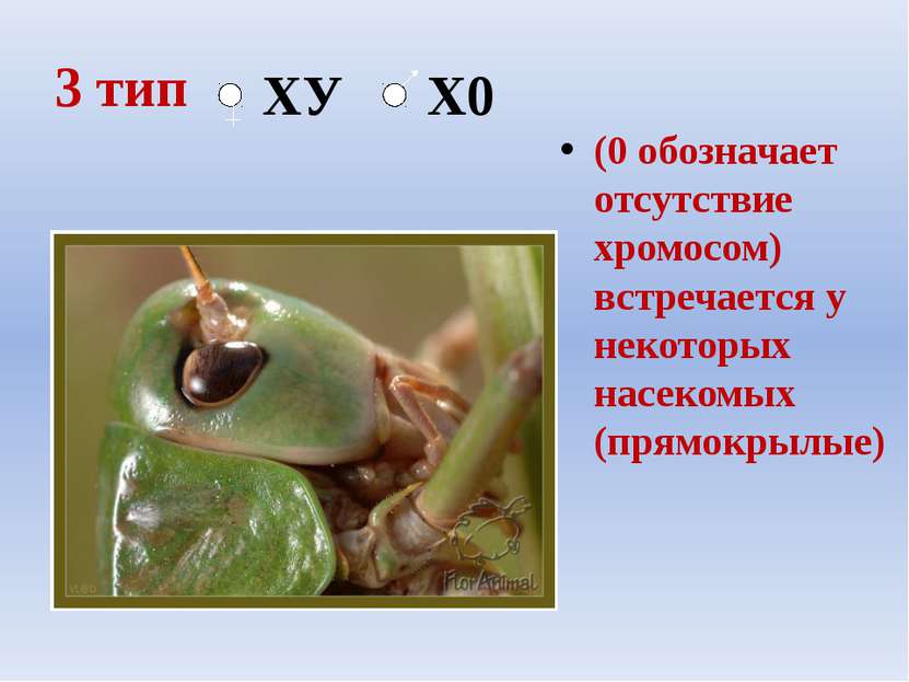 3 тип (0 обозначает отсутствие хромосом) встречается у некоторых насекомых (п...
