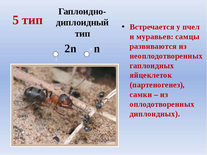 5 тип Встречается у пчел и муравьев: самцы развиваются из неоплодотворенных г...