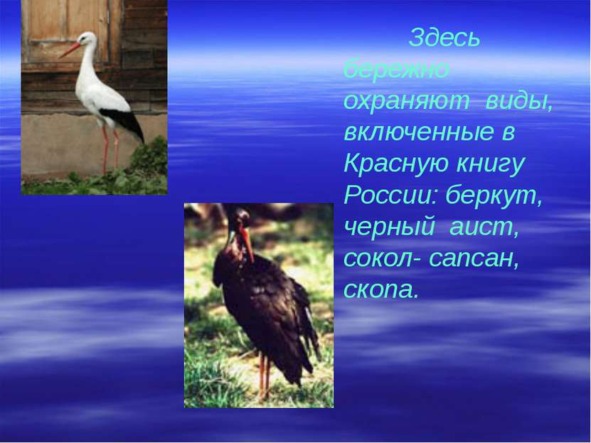 Здесь бережно охраняют виды, включенные в Красную книгу России: беркут, черны...