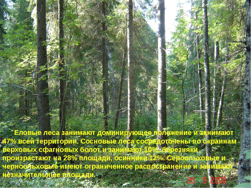 Еловые леса занимают доминирующее положение и занимают 47% всей территории. С...