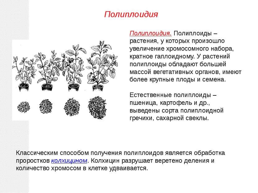 Полиплоидия. Полиплоиды – растения, у которых произошло увеличение хромосомно...