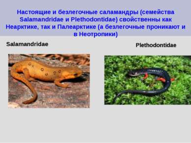 Настоящие и безлегочные саламандры (семейства Salamandridae и Plethodontidae)...
