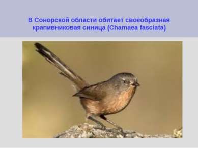 В Сонорской области обитает своеобразная крапивниковая синица (Chamaea fasciata)