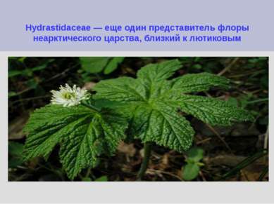 Hydrastidaceae — еще один представитель флоры неарктического царства, близкий...