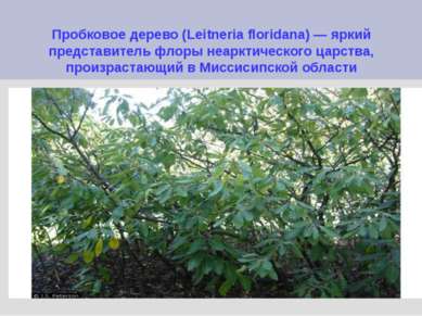 Пробковое дерево (Leitneria floridana) — яркий представитель флоры неарктичес...