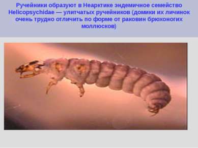 Ручейники образуют в Неарктике эндемичное семейство Helicopsychidae — улитчат...