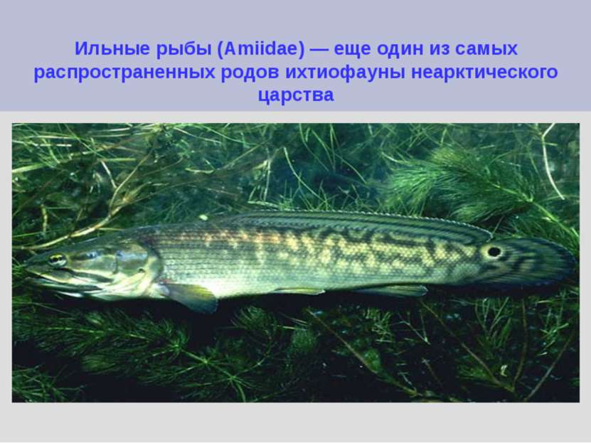 Ильные рыбы (Amiidae) — еще один из самых распространенных родов ихтиофауны н...
