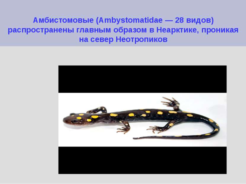 Амбистомовые (Ambystomatidae — 28 видов) распространены главным образом в Неа...