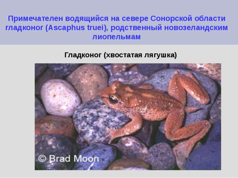 Примечателен водящийся на севере Сонорской области гладконог (Ascaphus truei)...