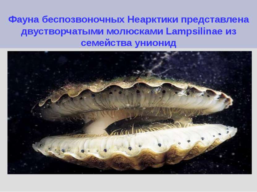 Фауна беспозвоночных Неарктики представлена двустворчатыми молюсками Lampsili...
