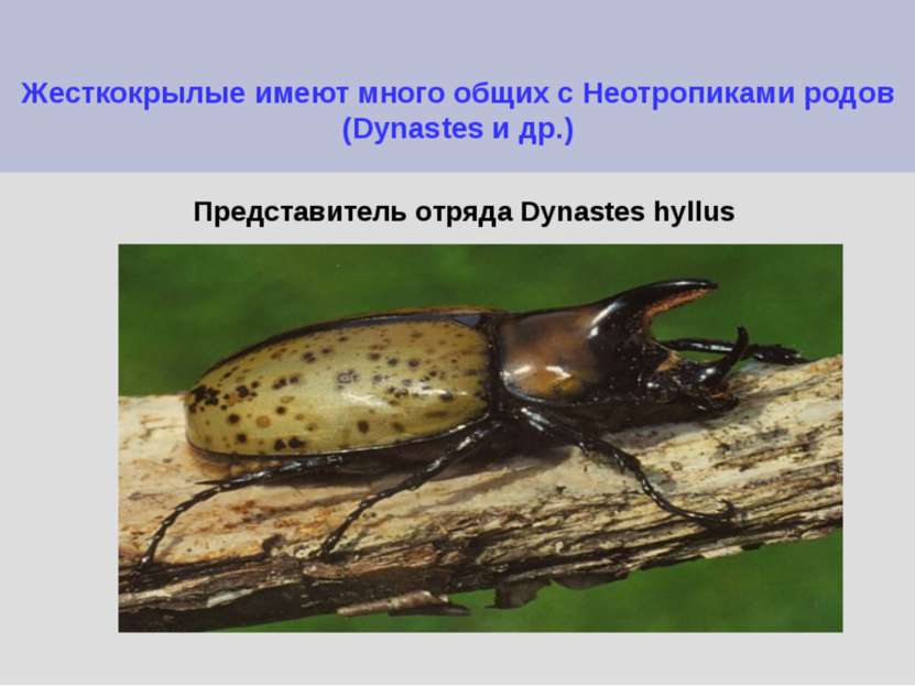 Жесткокрылые имеют много общих с Неотропиками родов (Dynastes и др.) Представ...