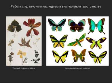 Работа с культурным наследием в виртуальном пространстве Коллекция бабочек (s...