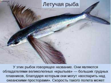 У этих рыбок говорящее название. Они являются обладателями великолепных «крыл...