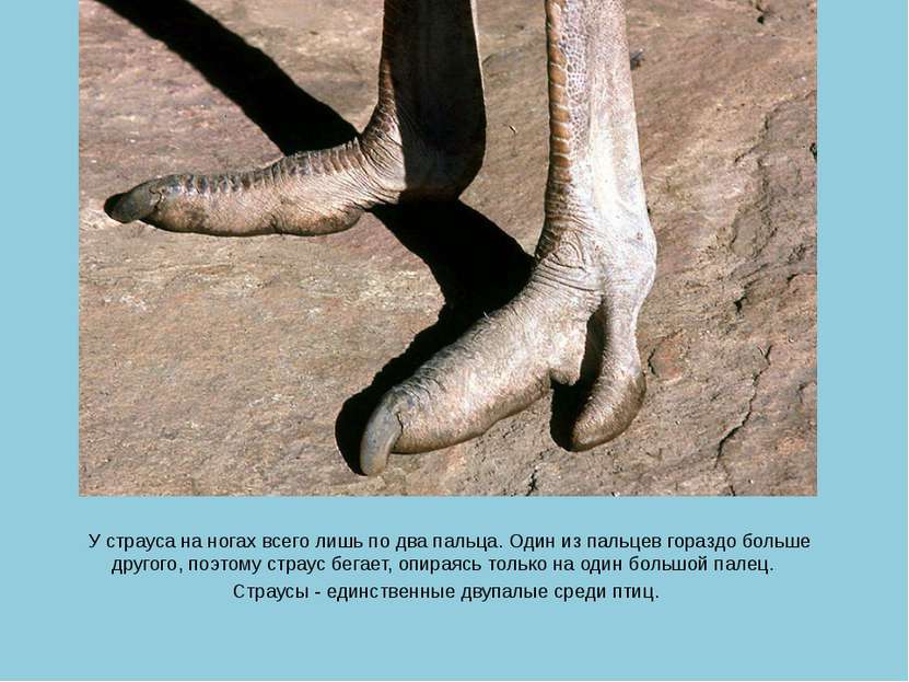 У страуса на ногах всего лишь по два пальца. Один из пальцев гораздо больше д...