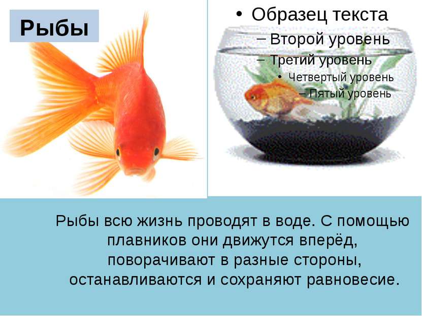 Рыбы всю жизнь проводят в воде. C помощью плавников они движутся вперёд, пово...