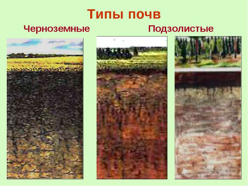 Типы почв Черноземные Подзолистые