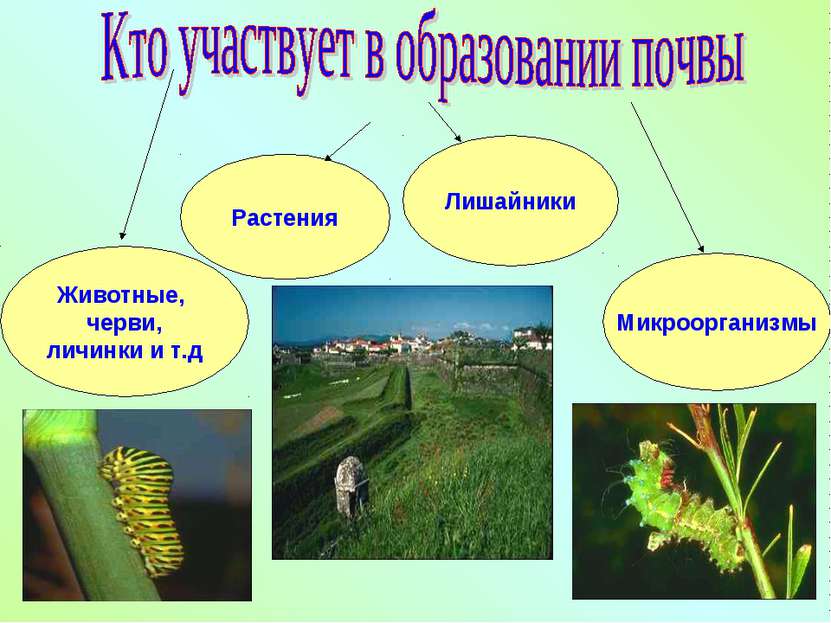 Растения Животные, черви, личинки и т.д Лишайники Микроорганизмы