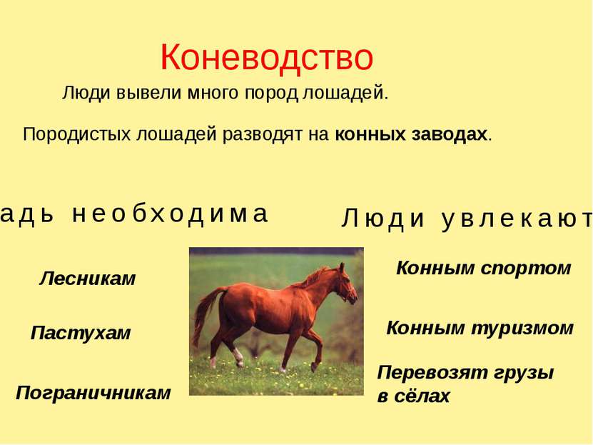 Порода это класс биология. Животноводство доклад. Презентация на тему коневодство. Животноводство 3 класс презентация. Доклад о животноводстве 4 класс по окружающему миру.