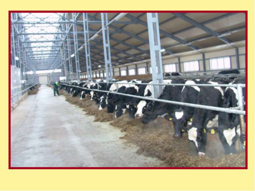 Разведение мелкого рогатого скота тонкорунные молочные пуховые породы :