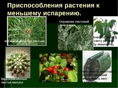 Приспособления растения к меньшему испарению. Видоизменённые листья кактуса п...