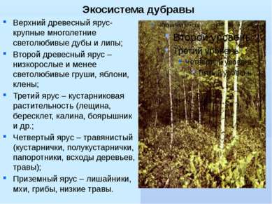Экосистема дубравы Верхний древесный ярус- крупные многолетние светолюбивые д...
