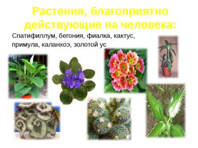 Спатифиллум, бегония, фиалка, кактус, примула, каланхоэ, золотой ус Растения,...