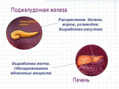 Поджелудочная железа Расщепление белков, жиров, углеводов. Выработка инсулина...