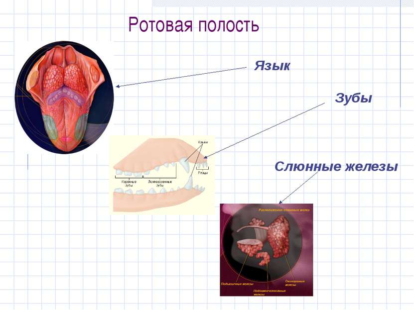 Ротовая полость Язык Зубы Слюнные железы