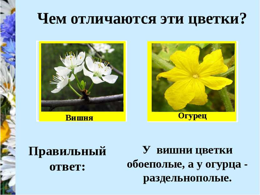 Чем отличаются эти цветки? Вишня Огурец Правильный ответ: У вишни цветки обое...