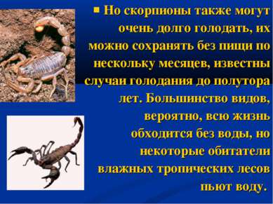 Но скорпионы также могут очень долго голодать, их можно сохранять без пищи по...