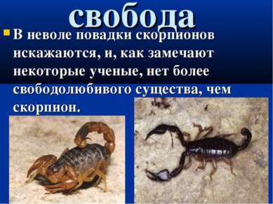 свобода В неволе повадки скорпионов искажаются, и, как замечают некоторые уче...