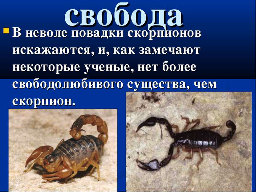 свобода В неволе повадки скорпионов искажаются, и, как замечают некоторые уче...