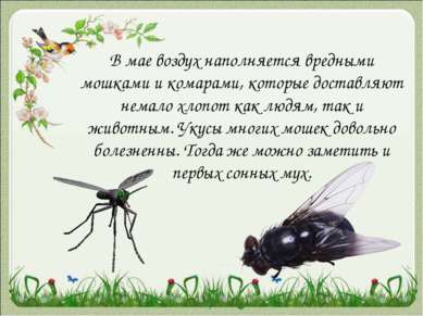 В мае воздух наполняется вредными мошками и комарами, которые доставляют нема...