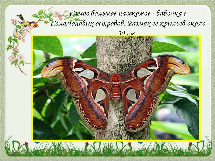 Самое большое насекомое - бабочка с Соломоновых островов. Размах ее крыльев о...
