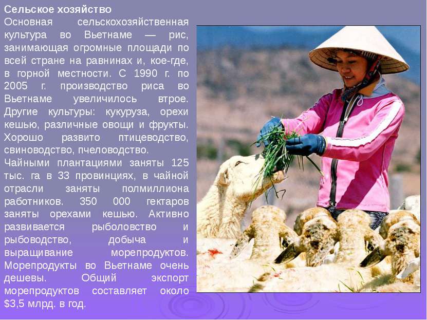 Сельское хозяйство Основная сельскохозяйственная культура во Вьетнаме — рис, ...
