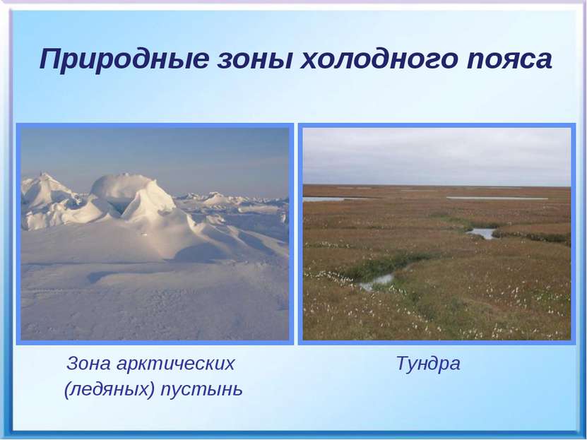 Зона арктических (ледяных) пустынь Тундра Природные зоны холодного пояса
