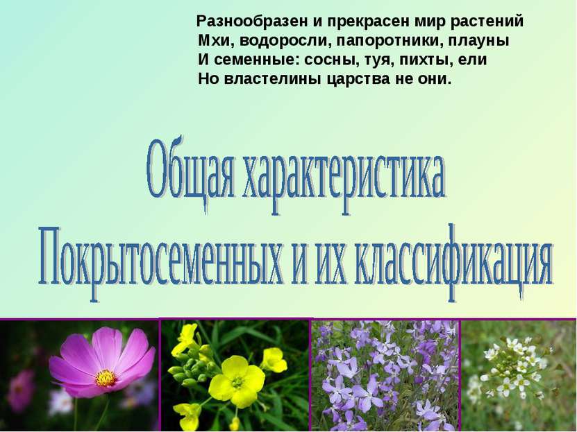 Разнообразен и прекрасен мир растений Мхи, водоросли, папоротники, плауны И с...