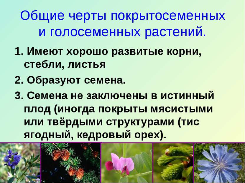 Общие черты покрытосеменных и голосеменных растений. 1. Имеют хорошо развитые...