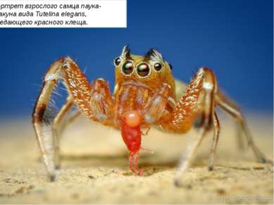 Портрет взрослого самца паука-скакуна вида Tutelina elegans, поедающего красн...