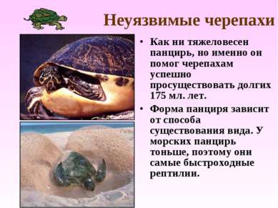 Неуязвимые черепахи Как ни тяжеловесен панцирь, но именно он помог черепахам ...