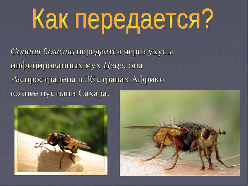 Сонная болезнь передается через укусы инфицированных мух Цеце, она Распростра...