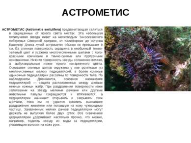 АСТРОМЕТИС АСТРОМЕТИС (Astrometis sertulifera) предпочитающая селиться в защи...