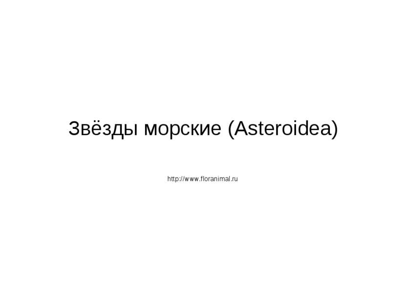 Звёзды морские (Asteroidea) http://www.floranimal.ru