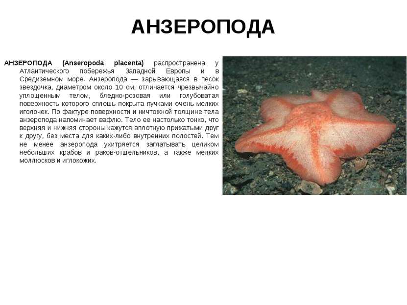 АНЗЕРОПОДА АНЗЕРОПОДА (Anseropoda placenta) распространена у Атлантического п...