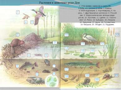 Растения и животные реки Дон 1. Утка-кряква: самка (а) и самец (б). 2.Бобр, е...