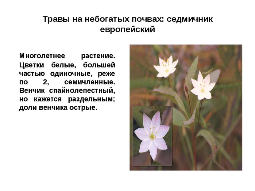 Травы на небогатых почвах: седмичник европейский Многолетнее растение. Цветки...