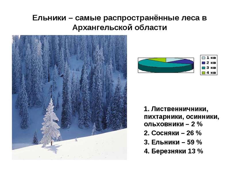 Ельники – самые распространённые леса в Архангельской области 1. Лиственнични...